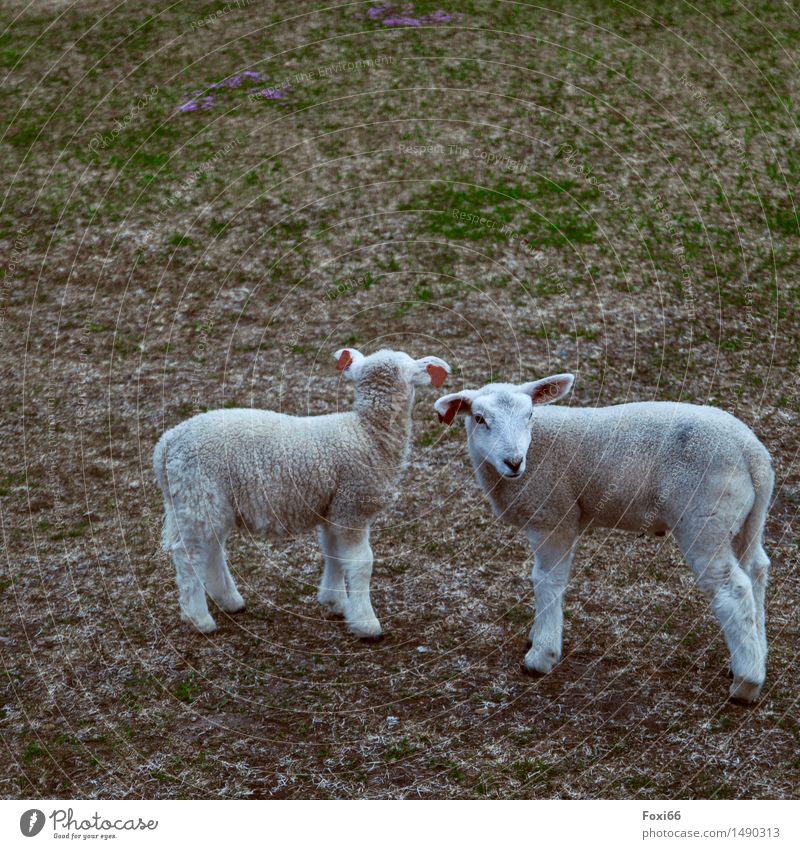 I see something you don't see. Nature Earth Flower Lichen Meadow Field Farm animal Sheep Agnus Dei 2 Animal Pair of animals Characters Together Funny Cute Gray
