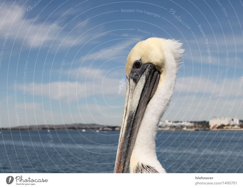 San Diego Pelican Body - a Royalty Free Stock Photo from Photocase