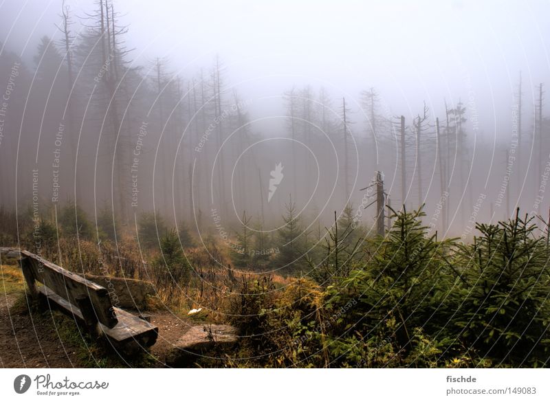 Dark prospects Forest Leaf Fog Cold Break Hiking Tree Coniferous forest Spruce Vantage point Hill Footwear Hiking boots Wood Nature Mountaineering Bench