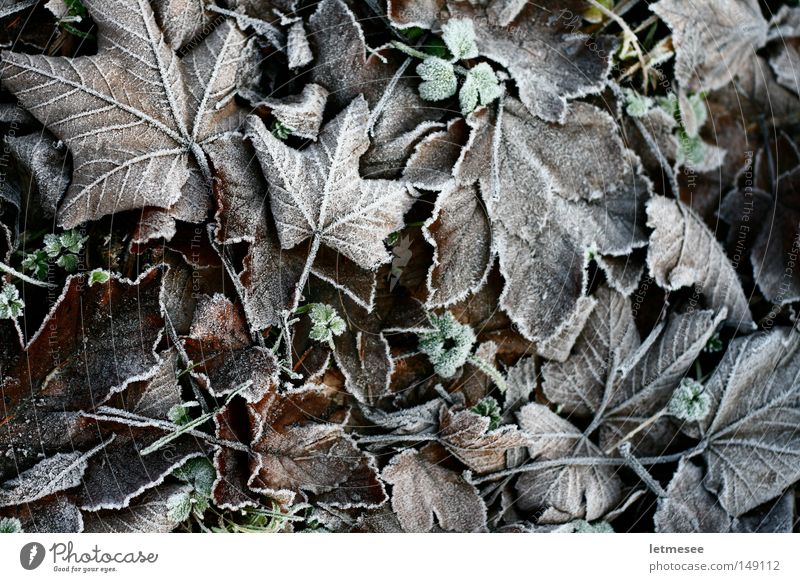 Frozen Leafs Tree Maple tree Beech tree Acorn Ice Frost Cold White Meadow Green Autumn stade time Snow