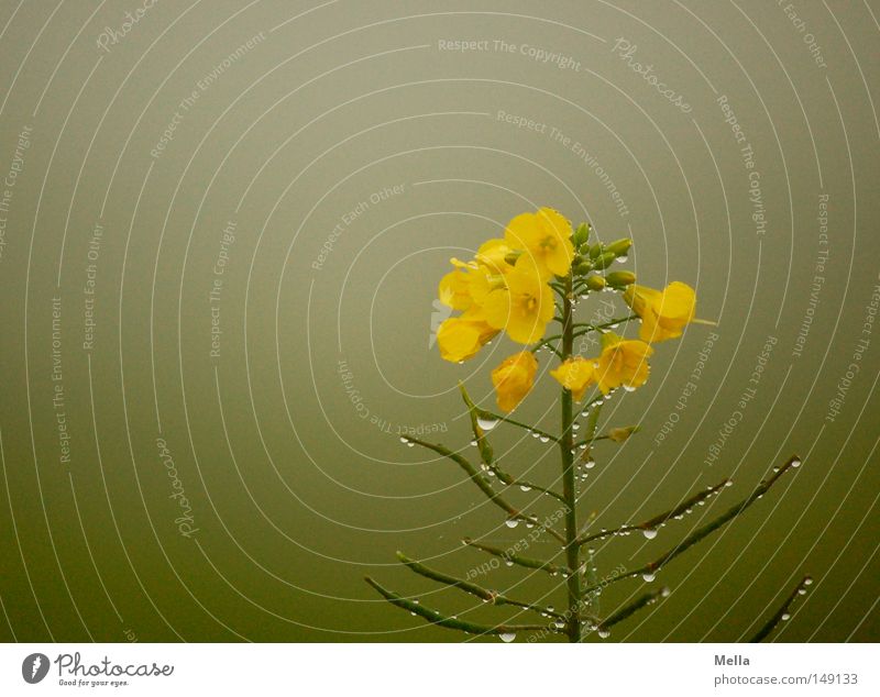 Trübtauber Grove at the Musenginst* Canola Fog Yellow Green Gray Dreary Gloomy Field Wet Damp Drops of water