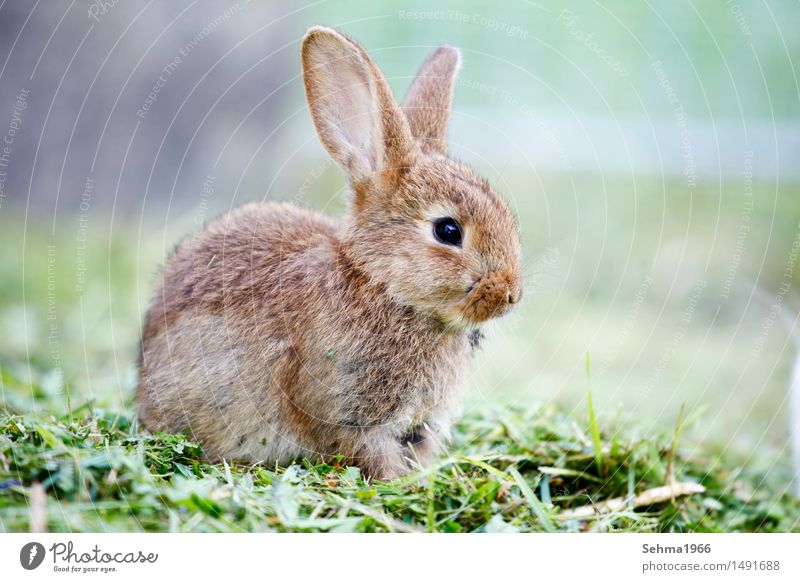 hares Environment Nature Plant Animal Spring Grass Bushes Garden Meadow Pelt Pet Hare & Rabbit & Bunny 1 Baby animal Curiosity Soft Protection Love of animals