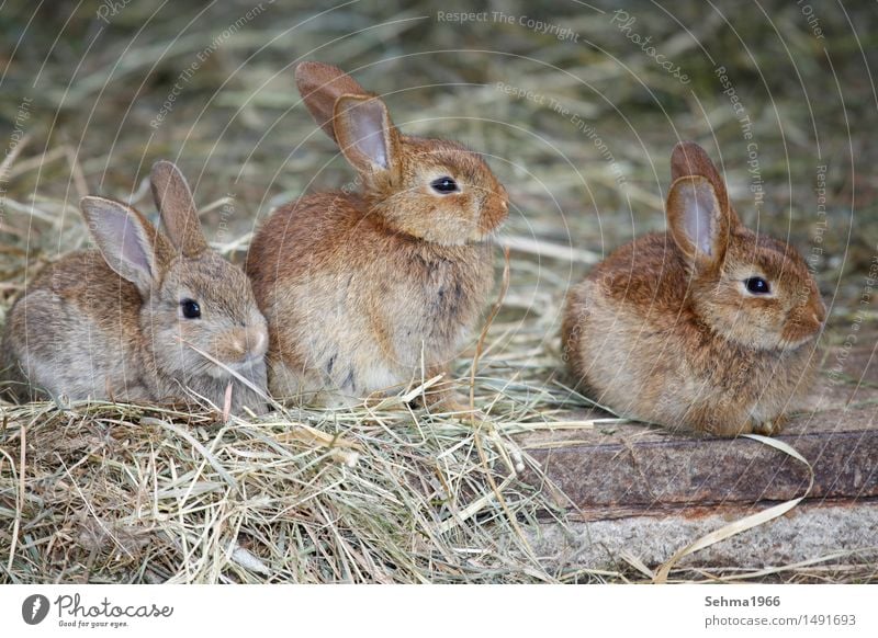 hares Brothers and sisters Nature Plant Animal Garden Meadow Field Pelt Farm animal Animal face Hare & Rabbit & Bunny 3 Group of animals Pair of animals
