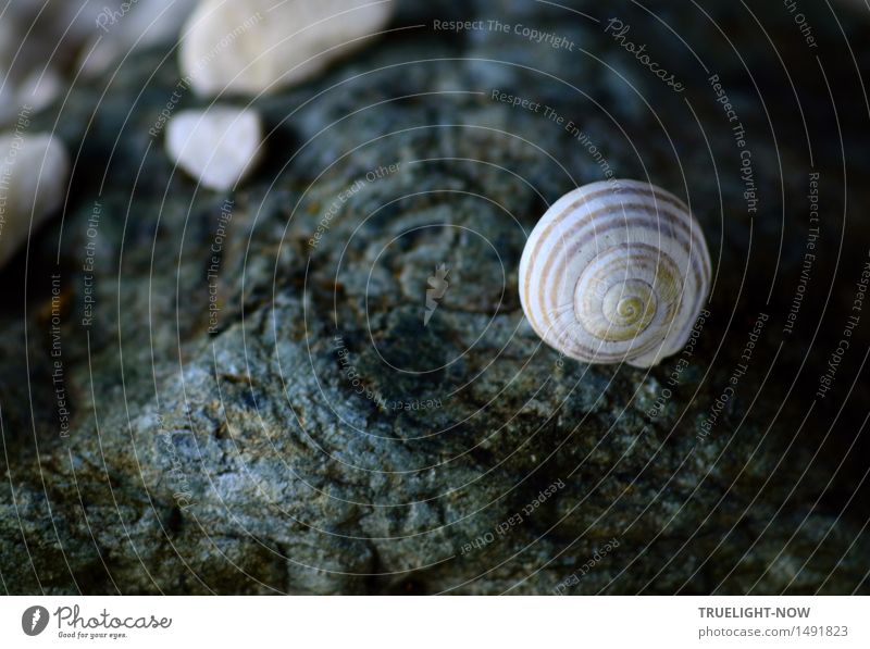 On stony paths... Environment Nature Elements Earth Rock Mountain Coast Beach Desert Snail Stone Sign Ornament Spiral Esthetic Dark Gloomy Blue Gray Pink White