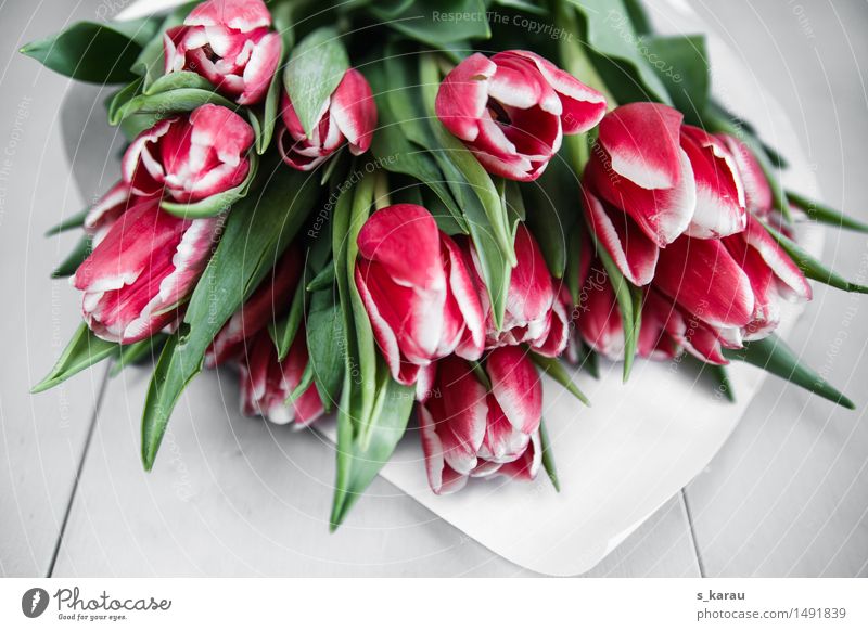 Bouquet of flowers with tulips Plant Flower Tulip Fragrance Happiness Fresh Pink Sympathy Infatuation Romance Friendship Spring April Seasons Blossom Bundle