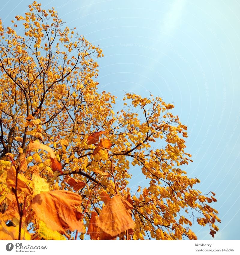 fire & ice Autumn Leaf Tree Gold Yellow Green Nature Structures and shapes Background picture Sky Trip Short vacation Evening Closing time Home country Park