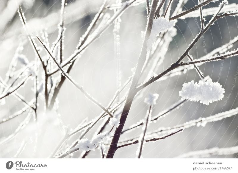 new christmas card 11 Winter Snow Black Forest White Nature Sky Cold Hoar frost Light Shadow Weather Meteorology Bright Background picture Branch