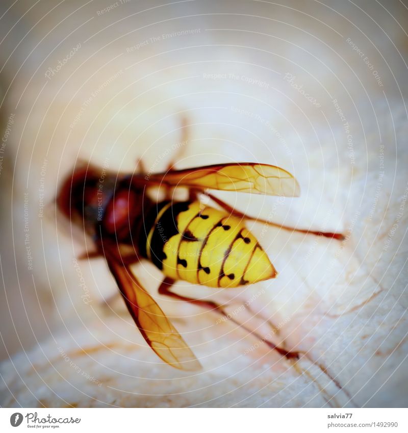 hornet Nature Animal Wild animal Wing Hornet Wasps Vespa crabro Insect Insect bite 1 Crawl Brown Yellow Environment Environmental protection Gnaw Collection