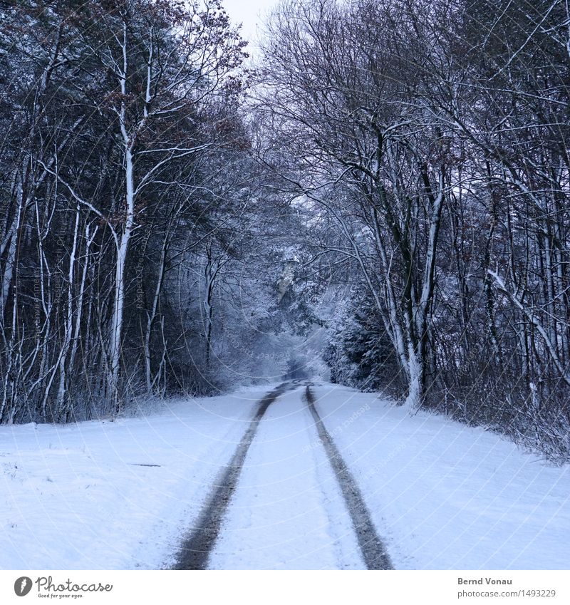 snow in the square Environment Nature Landscape Winter Climate Weather Bad weather Ice Frost Snow Tree Forest Transport Traffic infrastructure Motoring Street