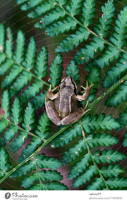 patient Nature Plant Animal Summer Fern Forest Wild animal Frog Amphibian Grass frog Moor frog 1 Sit Wait Above Brown Green Attentive Watchfulness Patient