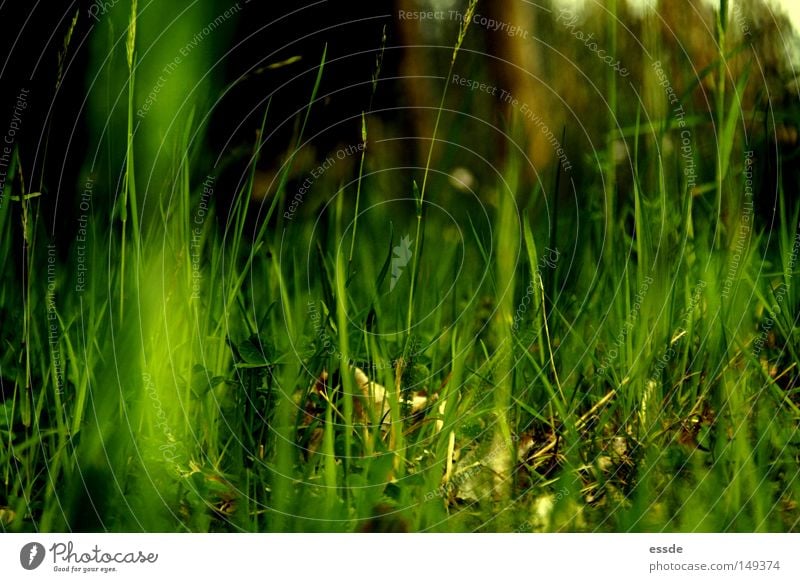fresh, cheeky, grass-green. Colour photo Exterior shot Shadow Contrast Shallow depth of field Calm Nature Plant Spring Grass Moss Meadow Fresh Large Small