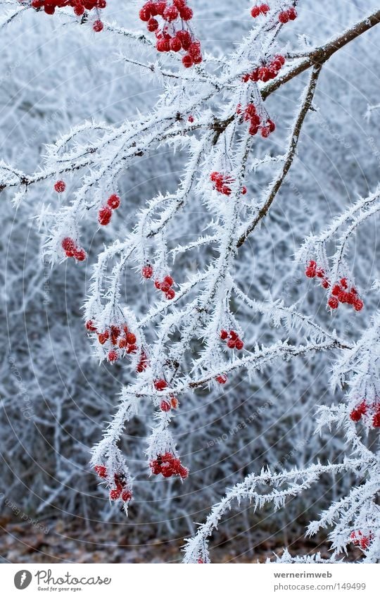 Icy beauty Hoar frost Winter Ice Crystal structure Fruit Bushes Cold Calm Frost Ice crystal Beautiful Snow