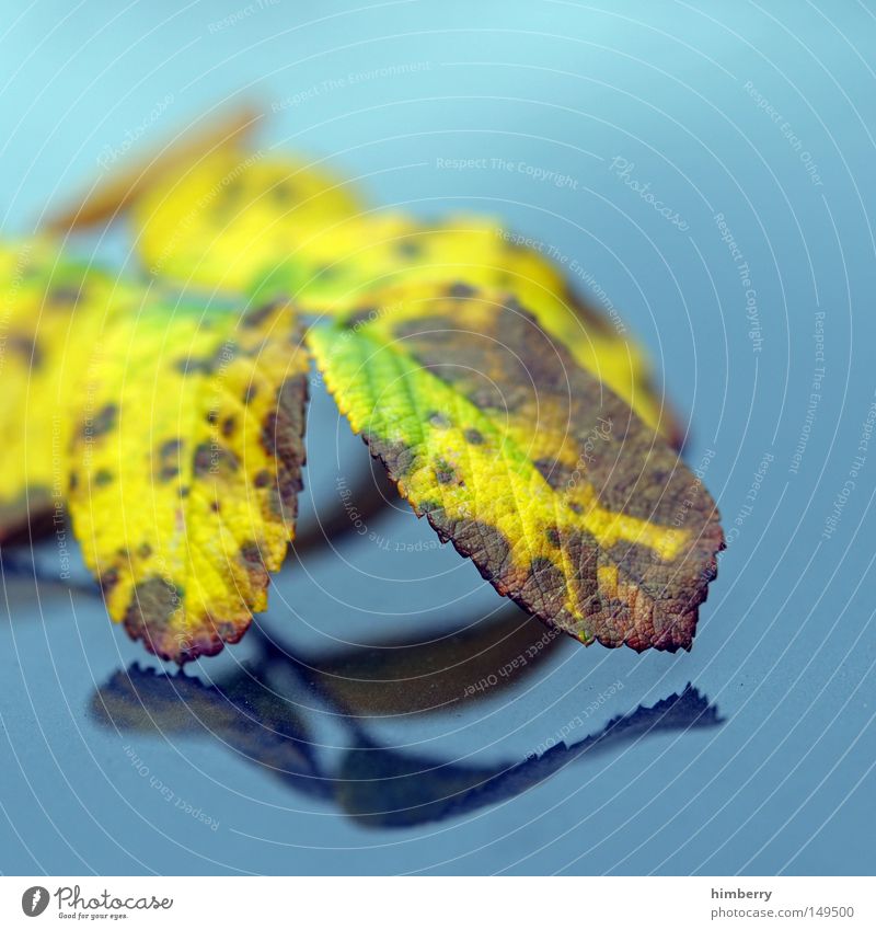 autumn reflection Autumn Leaf Tree Gold Yellow Green Nature Structures and shapes Background picture Park Macro (Extreme close-up) Close-up