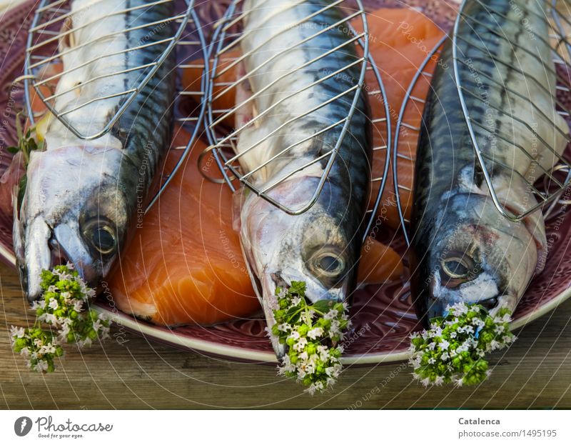 https://www.photocase.com/photos/1495195-mackerels-fish-nutrition-slow-food-bbq-plate-photocase-stock-photo-large.jpeg