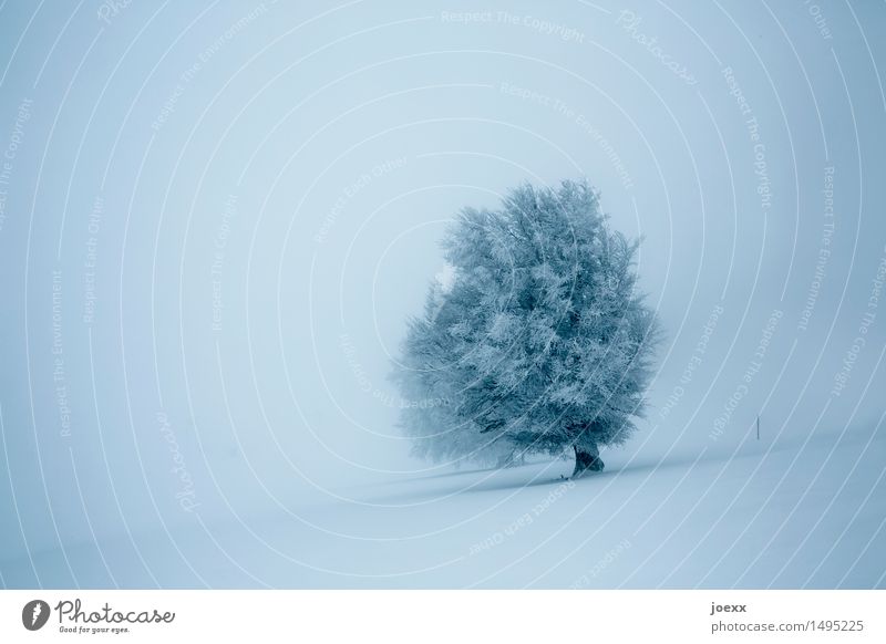 perseverance Nature Landscape Winter Fog Snow Snowfall Tree Old Infinity Bright Beautiful Blue Gray Black Bravery Power Dream Hope Cold Colour photo
