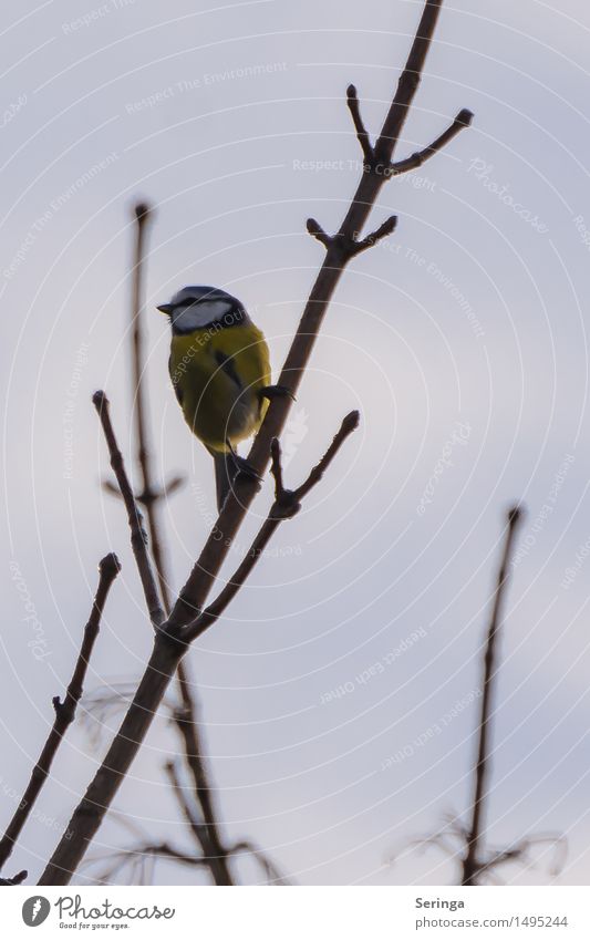 Small blue tit at the top Environment Nature Plant Animal Cloudless sky Winter Tree Park Bird Animal face Wing 1 Observe Flying Looking Tit mouse Colour photo
