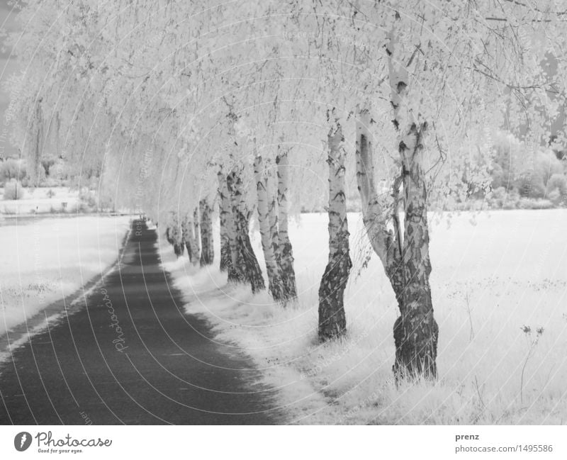 birch path Environment Nature Landscape Plant Summer Weather Beautiful weather Park Field Black White Infrared Birch tree Lanes & trails Asphalt