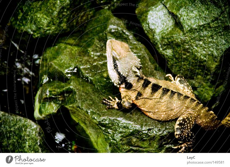 lizard Colour photo Subdued colour Interior shot Detail Structures and shapes Copy Space left Artificial light Contrast Deep depth of field Bird's-eye view