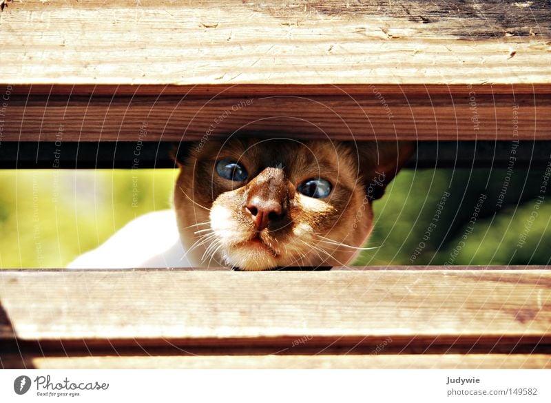 Too tight? Colour photo Animal portrait Summer Nature Window Pelt Cat Wood Blue Brown Green Fear Domestic cat Narrow Obstinate Head Nose Whisker Column Closed