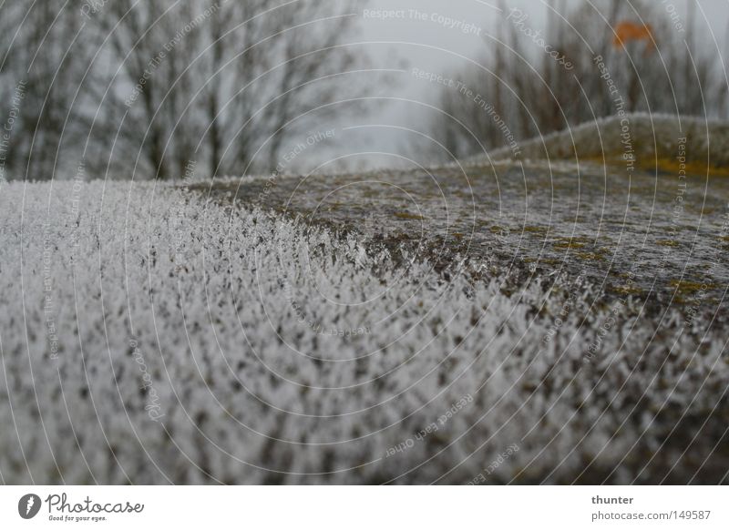 Vergänglichkeit Winter Winter forest Frostwork Rust Winter light Winter sky Winter activities Transience Ice Tree Macro (Extreme close-up) Close-up kalt eisig