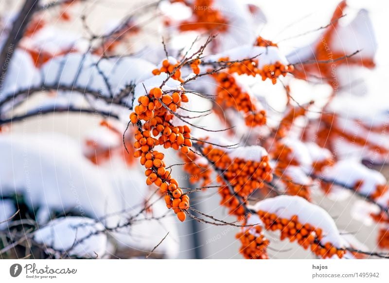 Sea buckthorn, ripe fruits in the snow Fruit Alternative medicine Winter Plant Climate Weather Ice Frost Snow Bushes Red Sallow thorn Mature Seed head Berries