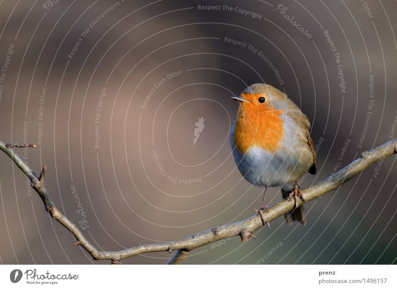 robin Environment Nature Animal Autumn Winter Beautiful weather Tree Park Wild animal Bird 1 Brown Red Robin redbreast Sit Twig Colour photo Exterior shot