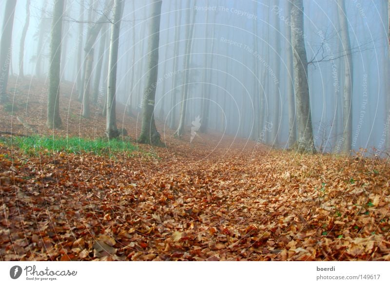 oRientation Forest Fog Tree Nature Landscape Mystic Exciting Damp Dark Autumn September October Brittle November Cold Gloomy Bad weather Witch Creepy Shadow