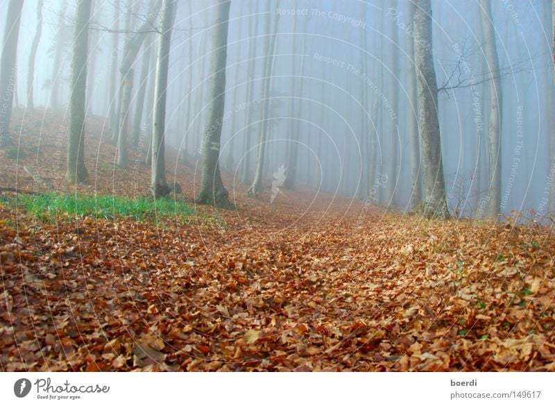 oRientation Forest Fog Tree Nature Landscape Mystic Exciting Damp Dark Autumn September October Brittle November Cold Gloomy Bad weather Witch Creepy Shadow