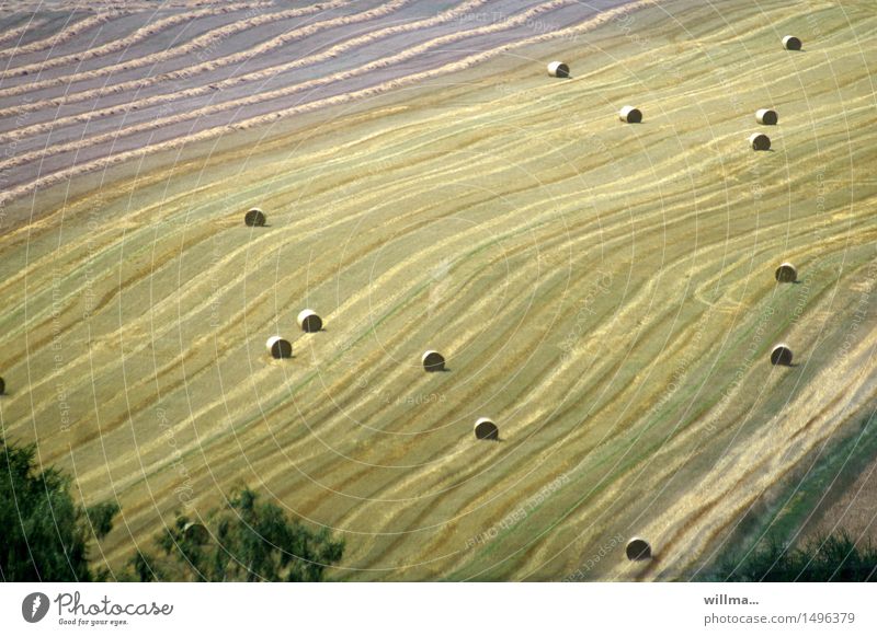 agglomeration Organic farming Agriculture Field Hay bale Bale of straw Cornfield Calm Harvest Grain harvest Grain field Autumn Summery Country life Colour photo