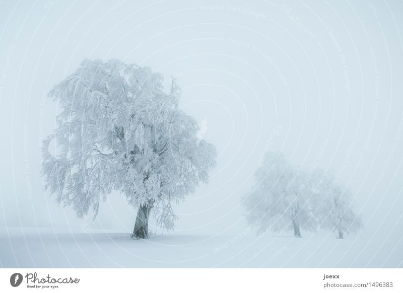 Go! Go! Landscape Winter Bad weather Fog Snow Snowfall Tree Cold Blue White snow-covered Colour photo Subdued colour Exterior shot Deserted