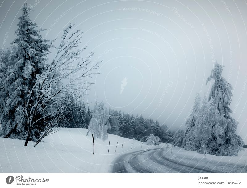 Slow Nature Sky Winter Bad weather Fog Snow Forest Street Cold Blue Black White Threat Smoothness Colour photo Subdued colour Exterior shot Deserted Day