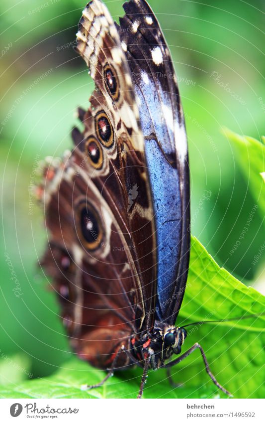 blue Nature Plant Animal Beautiful weather Tree Leaf Garden Park Meadow Wild animal Butterfly Animal face Wing blue Morphof age 1 Observe Relaxation Flying