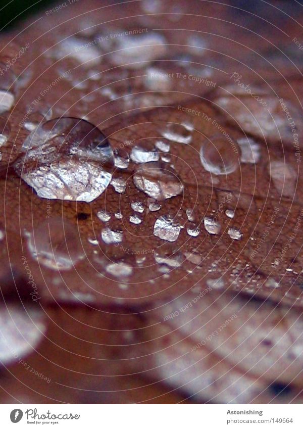 drops Nature Water Drops of water Autumn Weather Leaf Sphere Wet Brown Hoar frost Transparent Vessel Colour photo Oak leaf Rachis Copy Space bottom