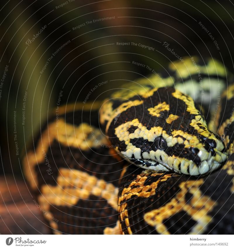 snake break Reptiles Snake Zoo Film premiere Eyes Looking Macro (Extreme close-up) Animal Head Dandruff Armor-plated Shell Timidity Camouflage Camouflage colour