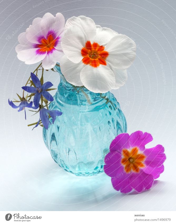Three primroses with blue vase Primrose Spring Blossom Vase Glass Blue Violet Orange Pink White 3 spot of colour Flower Blossoming Plant Decoration Spring fever