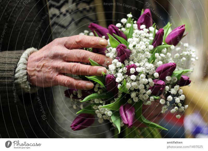 spring bouquet Valentine's Day Mother's Day Birthday Work and employment Profession Gardening Floristry Human being Masculine Man Adults Male senior