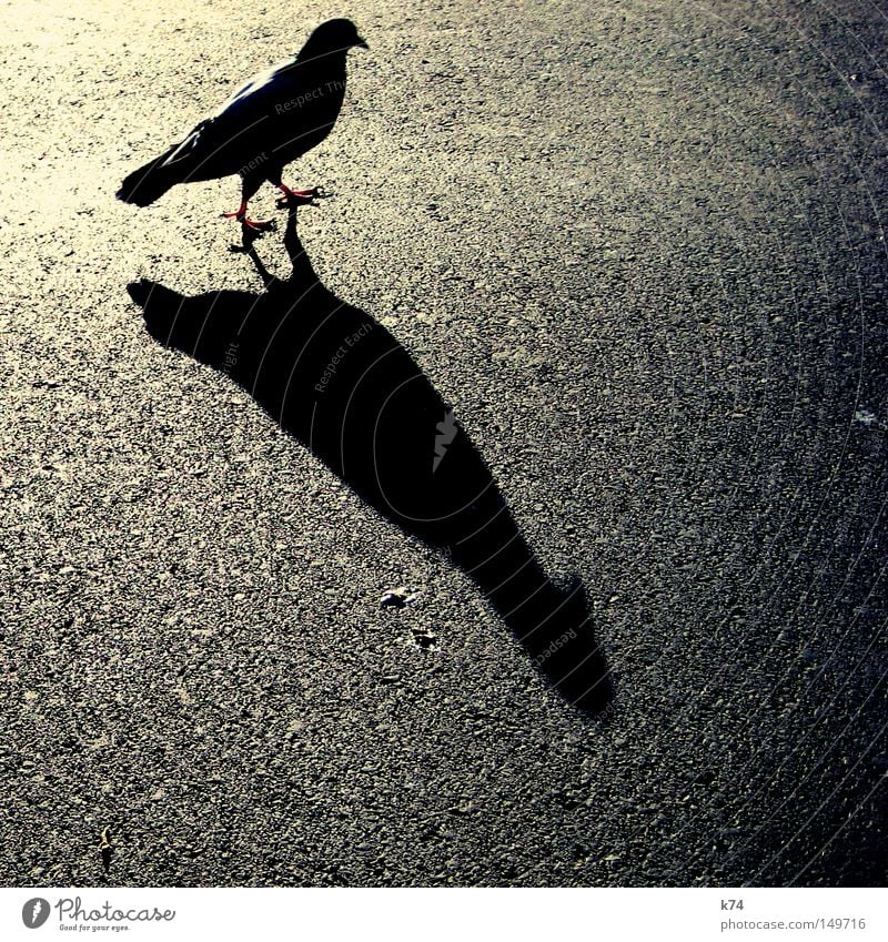 city bird Pigeon Back-light Street Tar Asphalt Light Shadow Bird Beak Feather Claw Dark side Shadow play Silhouette