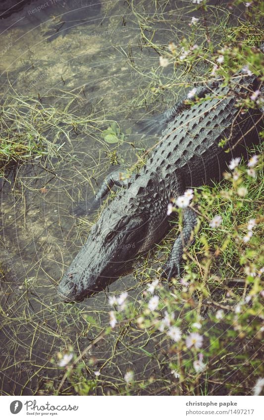 Welcome to Gator Country Environment Virgin forest Coast River bank Pond Lake Florida Animal Wild animal Alligator Crocodile 1 Sleep Threat Indifferent Exotic