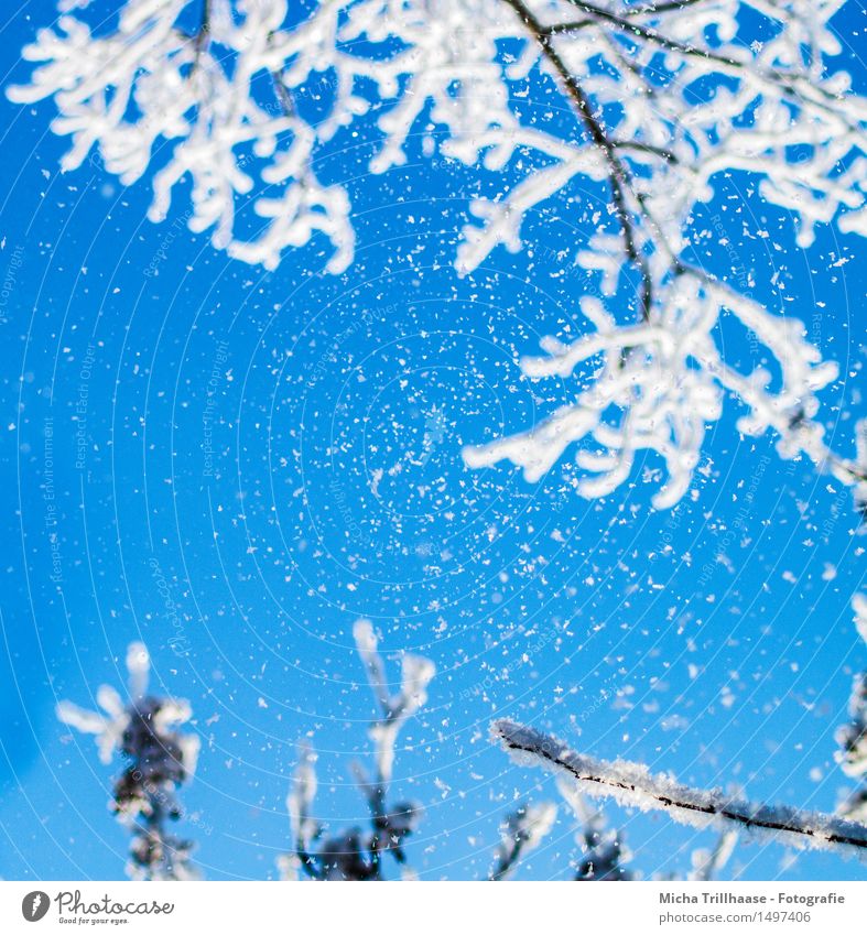 snow Winter Snow Winter vacation Nature Sky Cloudless sky Sunlight Climate Weather Ice Frost Snowfall Tree Relaxation Looking Esthetic Fresh Cold Natural Blue
