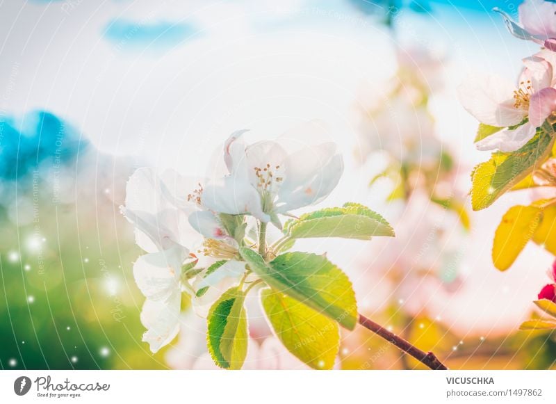sunny spring tree blossom Design Summer Garden Nature Plant Sky Sunlight Spring Beautiful weather Leaf Blossom Park Blossoming Soft Pink Background picture