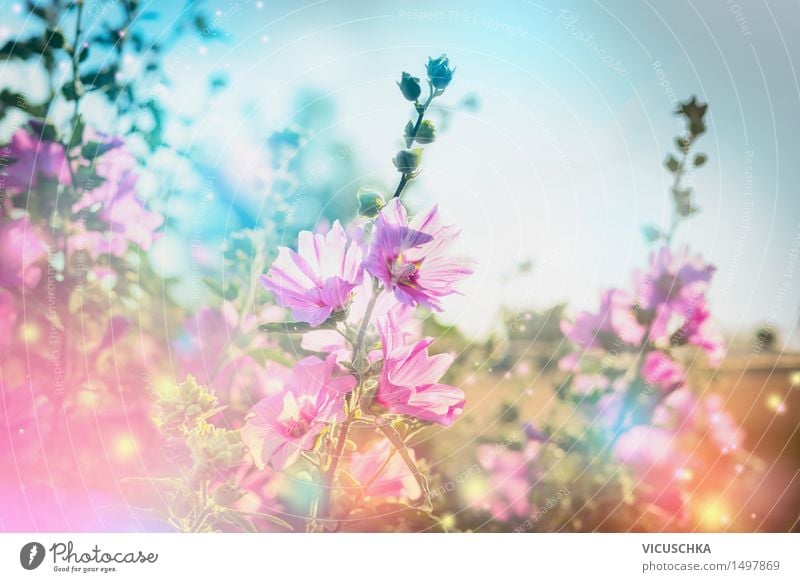 summer flowers nature background with flowering mallow Lifestyle Design Summer Garden Nature Plant Sky Beautiful weather Flower Grass Leaf Blossom Park