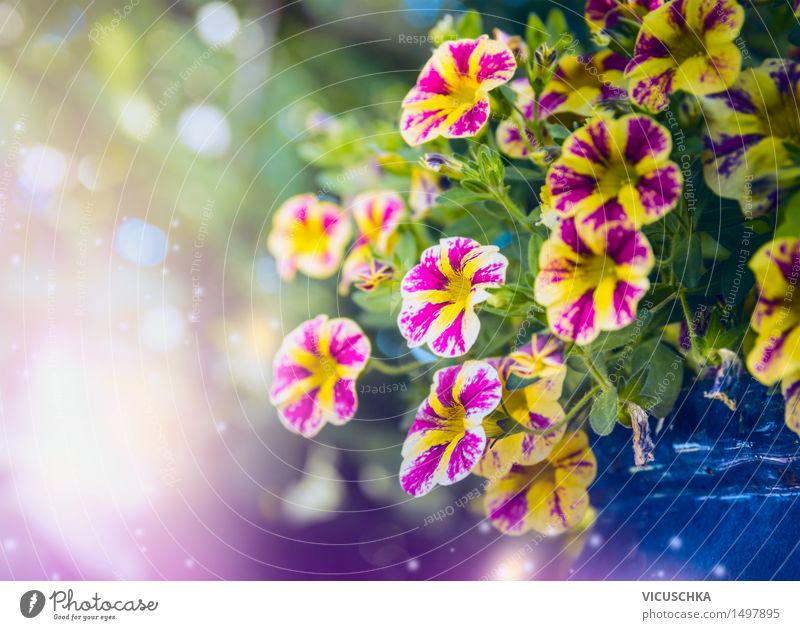 Beautiful petunias flowers in the garden Lifestyle Style Design Summer Garden Nature Plant Sunlight Spring Beautiful weather Flower Blossom Park Decoration