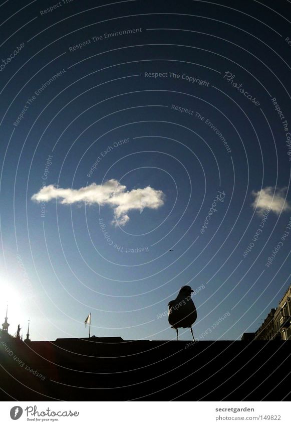 On the wall, on the lookout... Seagull Alster Sky Wall (barrier) Shadow Silhouette Sun Clouds House (Residential Structure) Spire Bird Animal Observe