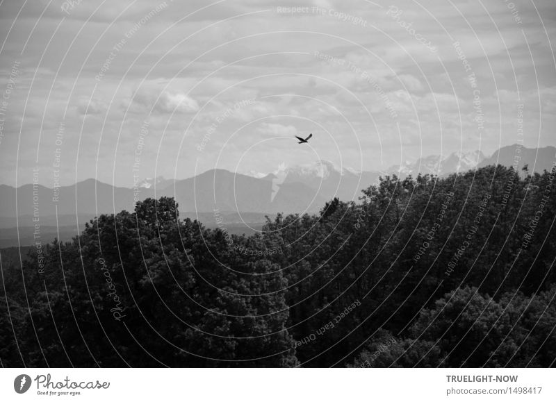 Homeland view with bird of prey - - - Harmonious Well-being Vacation & Travel Trip Far-off places Freedom Mountain Hiking Nature Landscape Plant Elements Earth