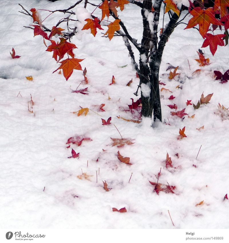 Maple tree with red autumn leaves in the snow Autumn Winter Snow Snow layer Tree Leaf Tree trunk Twig Branch Brown Black Maple leaf Colour Multicoloured