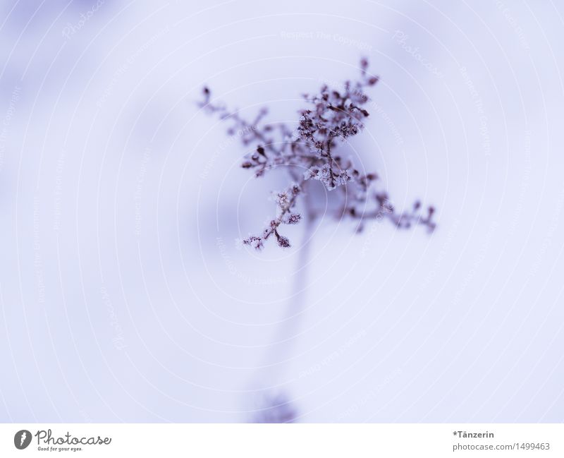 winter flowers Nature - a Royalty Free Stock Photo from Photocase