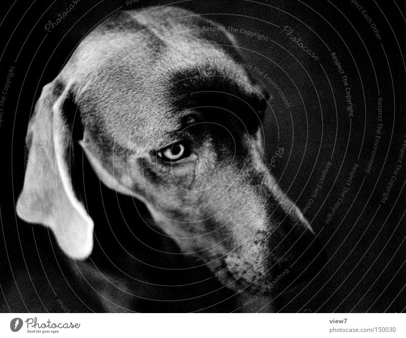 diva Dog Alert Animal face Pelt Snout Nose Head Weimaraner Puppy Cute Ear Lop ears Calm Mammal Black & white photo Beautiful Dog's head Dog eyes Dog's snout