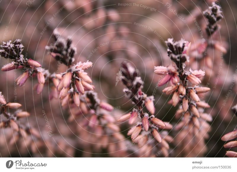 pink Mountain heather Flower Pink Nature Plant Delicate Macro (Extreme close-up) Blur Frost Cold cold snap Rope