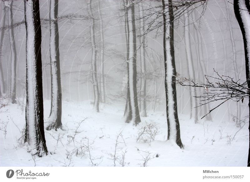 WinterDay Tree Forest Snow White Gray Fog Misted up Black To go for a walk Jinxed Enchanted forest Fairy tale Wood Wet Dark Ice Ice age Climate change