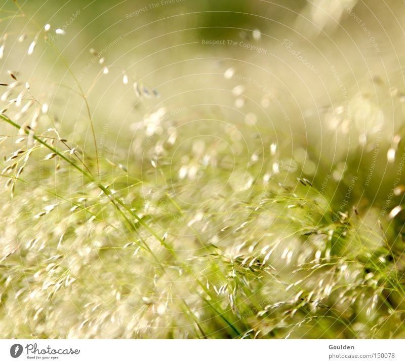 hay fever Grass Hope Nature Green Hay Summer Meadow Leisure and hobbies Wind Time Dream Environment Healthy